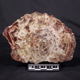 CONOPHYTON AMANTOURARTENSIS STROMATOLITE, Ediacaran, Morocco ZCA021