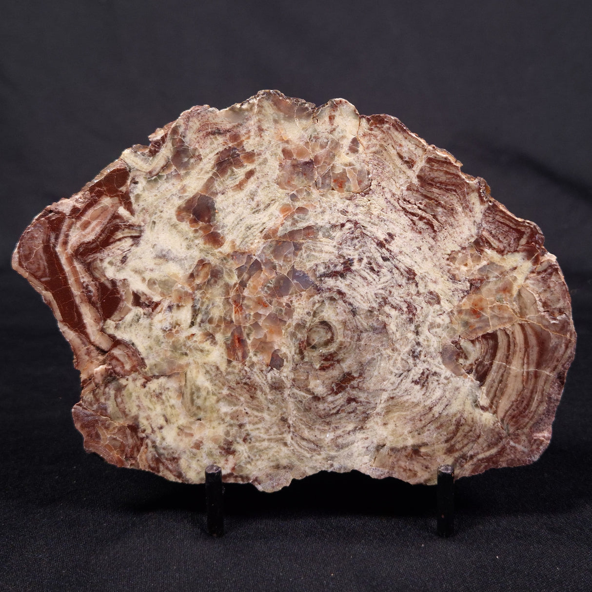 CONOPHYTON AMANTOURARTENSIS STROMATOLITE, Ediacaran, Morocco ZCA021