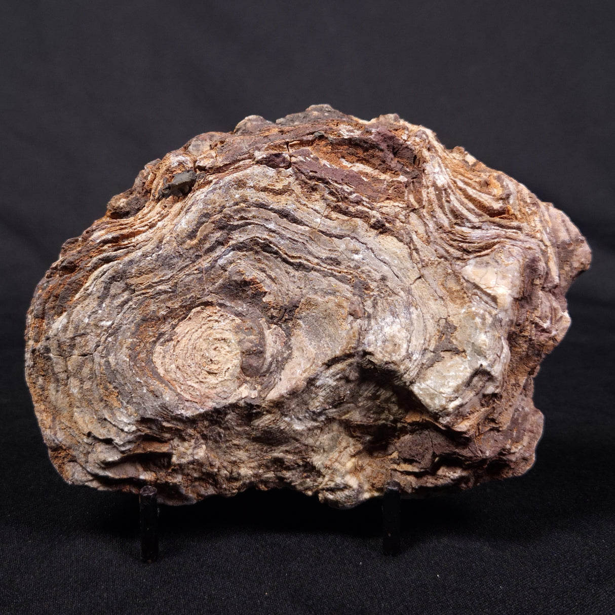 CONOPHYTON AMANTOURARTENSIS STROMATOLITE, Ediacaran, Morocco ZCA021