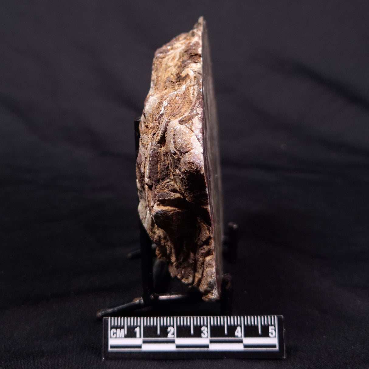 CONOPHYTON AMANTOURARTENSIS STROMATOLITE, Ediacaran, Morocco ZCA021