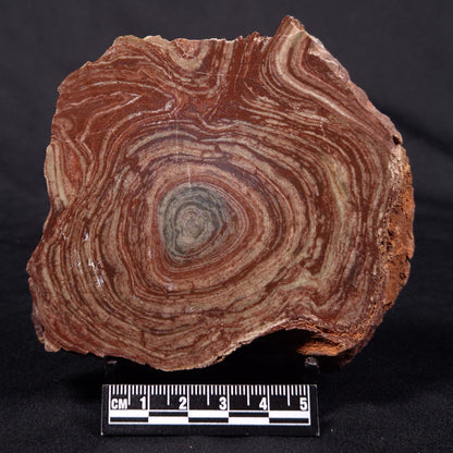 CONOPHYTON AMANTOURARTENSIS STROMATOLITE, Ediacaran, Morocco ZCA022