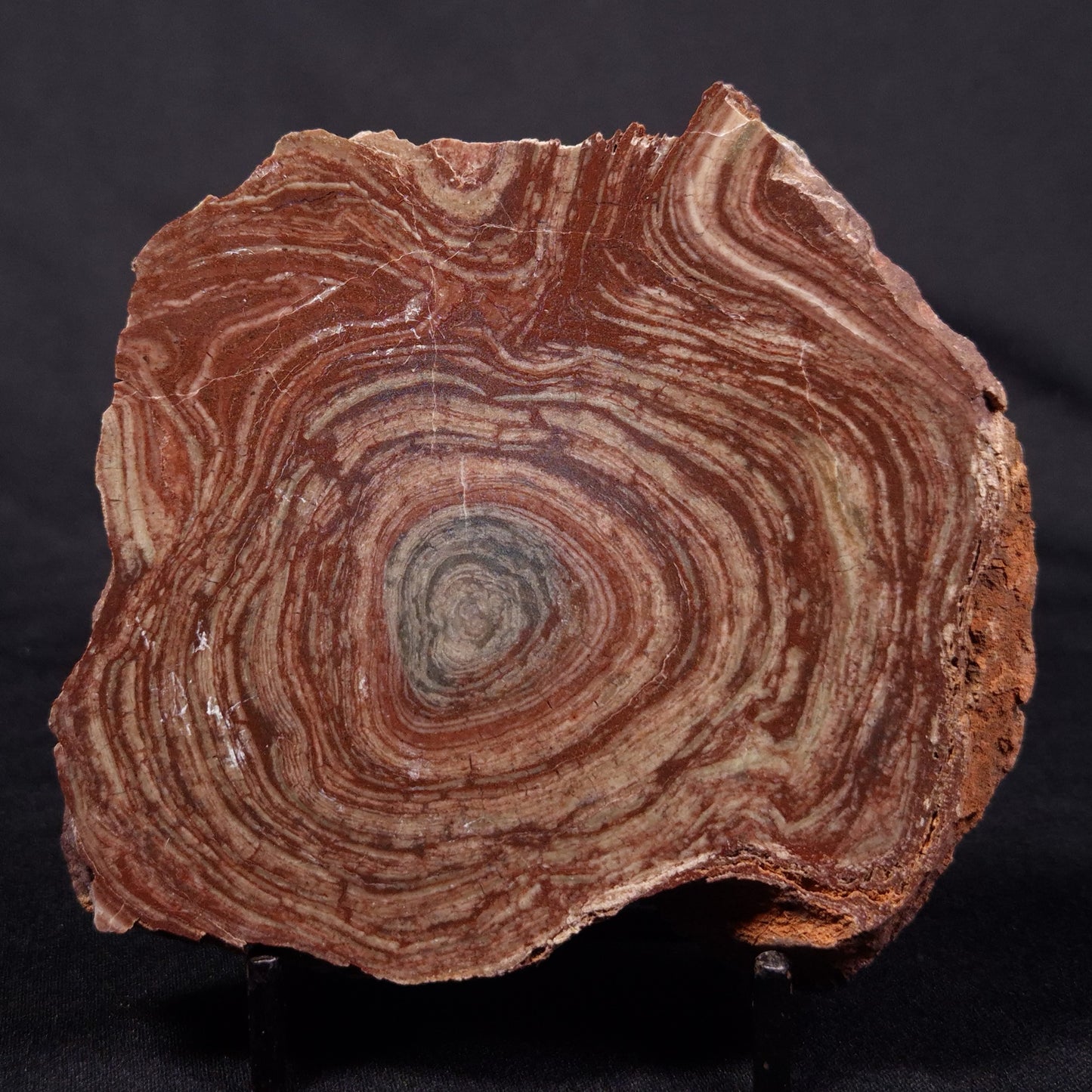 CONOPHYTON AMANTOURARTENSIS STROMATOLITE, Ediacaran, Morocco ZCA022