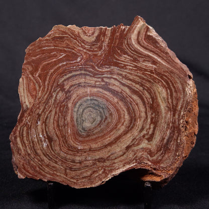 CONOPHYTON AMANTOURARTENSIS STROMATOLITE, Ediacaran, Morocco ZCA022