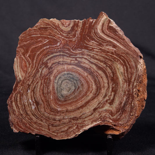 CONOPHYTON AMANTOURARTENSIS STROMATOLITE, Ediacaran, Morocco ZCA022