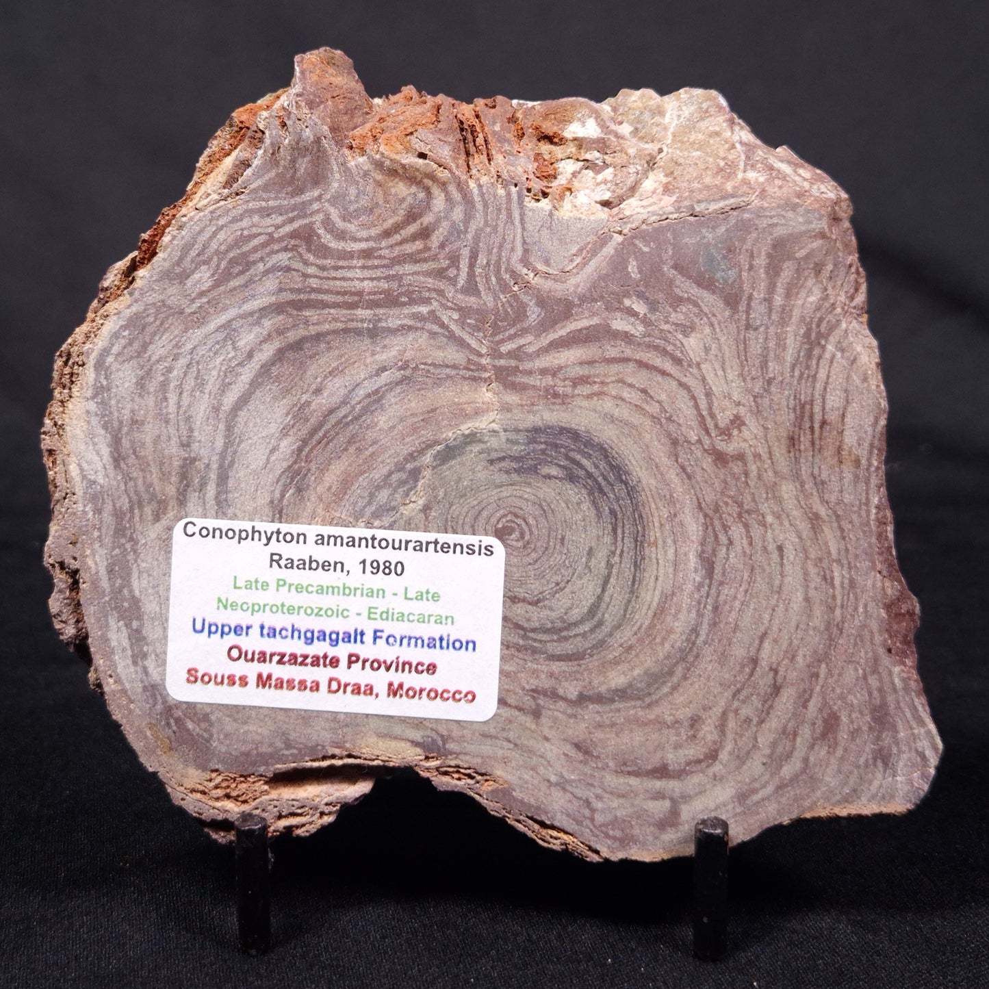 CONOPHYTON AMANTOURARTENSIS STROMATOLITE, Ediacaran, Morocco ZCA022