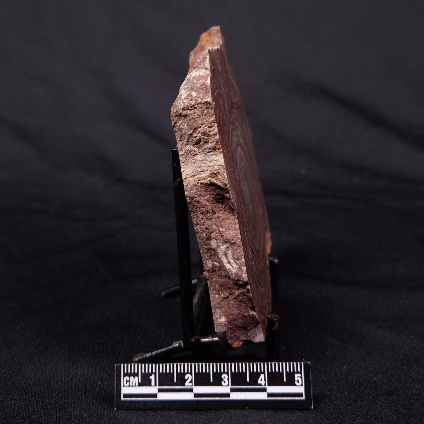 CONOPHYTON AMANTOURARTENSIS STROMATOLITE, Ediacaran, Morocco ZCA022