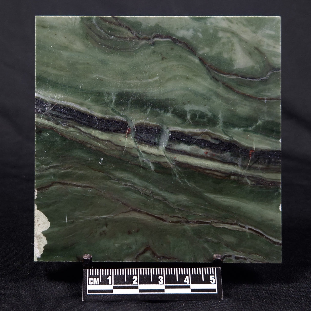 STROMATOLITE BAICALIA CAPRICORNIA, Mesoproterozoic, Australia ZBC002