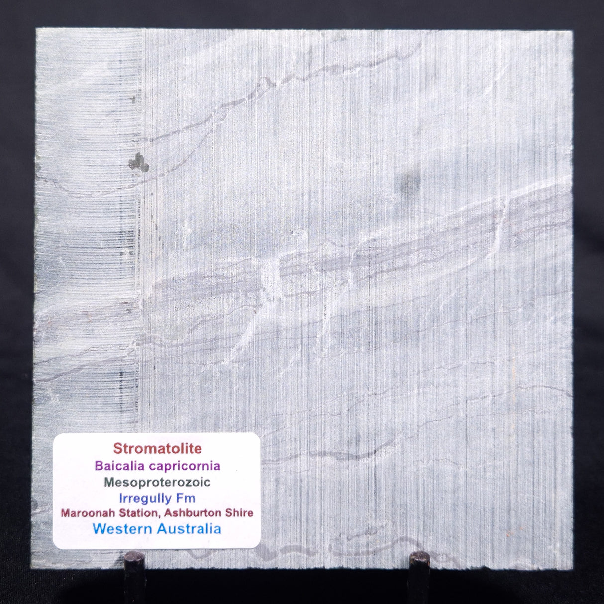 STROMATOLITE BAICALIA CAPRICORNIA, Mesoproterozoic, Australia ZBC002