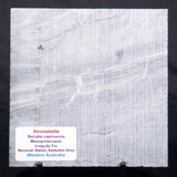 STROMATOLITE BAICALIA CAPRICORNIA, Mesoproterozoic, Australia ZBC002