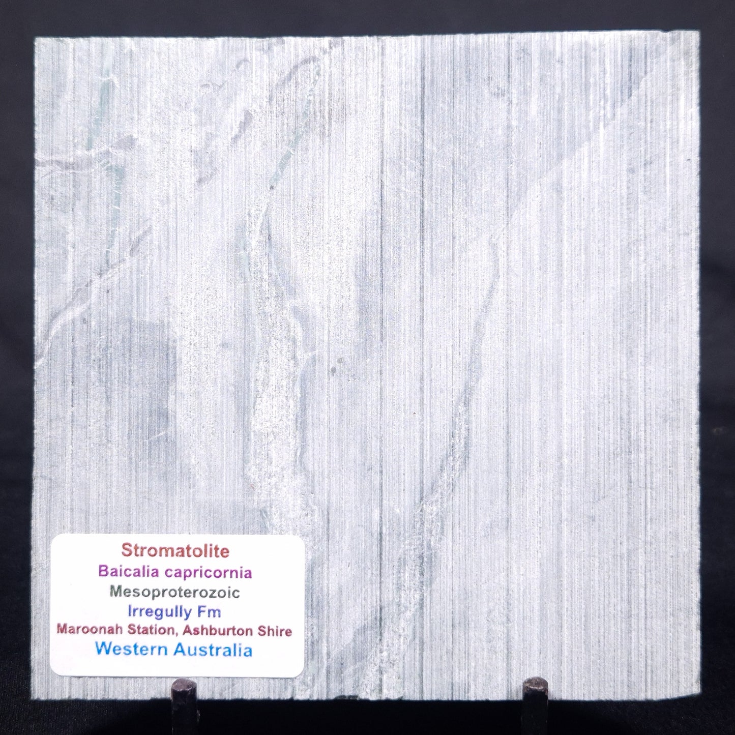 STROMATOLITE BAICALIA CAPRICORNIA, Mesoproterozoic, Australia ZBC007