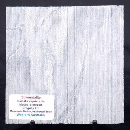 STROMATOLITE BAICALIA CAPRICORNIA, Mesoproterozoic, Australia ZBC007