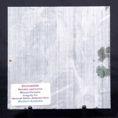 STROMATOLITE BAICALIA CAPRICORNIA, Mesoproterozoic, Australia ZBC009