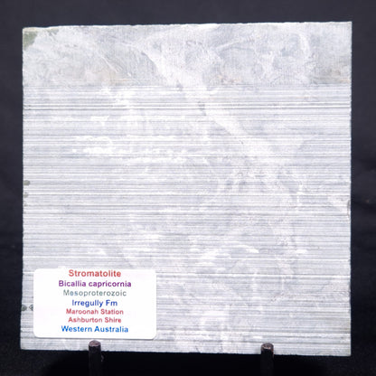 STROMATOLITE BAICALIA CAPRICORNIA, Mesoproterozoic, Australia ZBC020