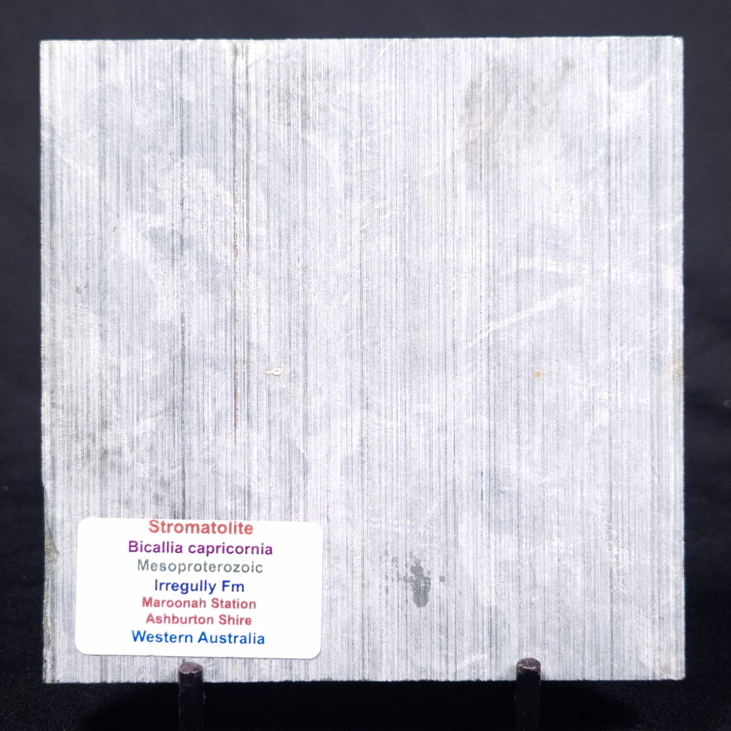 STROMATOLITE BAICALIA CAPRICORNIA, Mesoproterozoic, Australia ZBC021