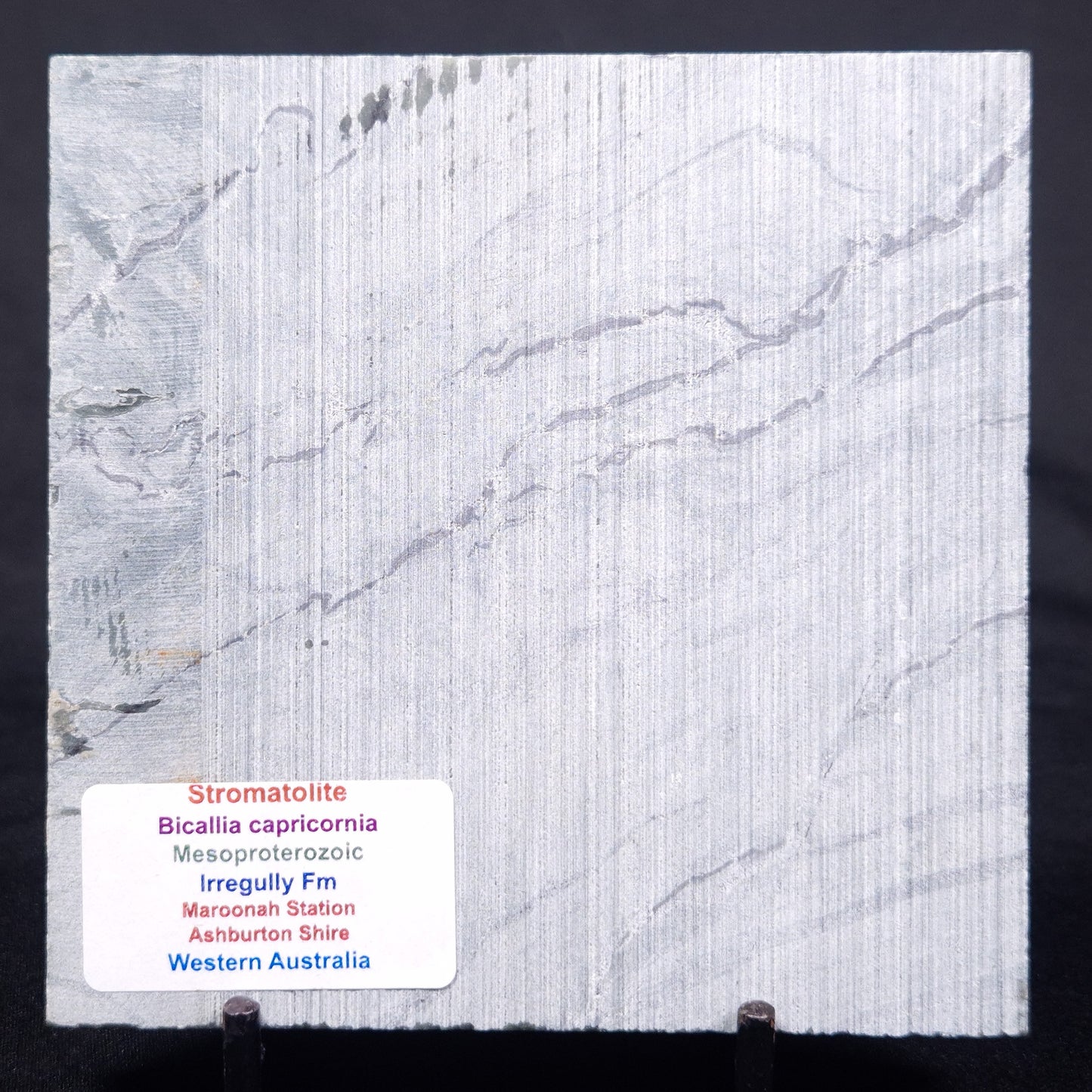STROMATOLITE BAICALIA CAPRICORNIA, Mesoproterozoic, Australia ZBC022