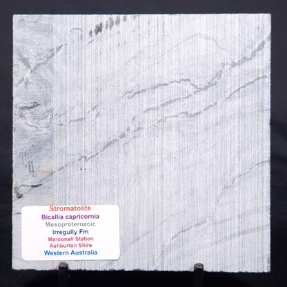 STROMATOLITE BAICALIA CAPRICORNIA, Mesoproterozoic, Australia ZBC022