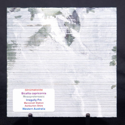 STROMATOLITE BAICALIA CAPRICORNIA, Mesoproterozoic, Australia ZBC023