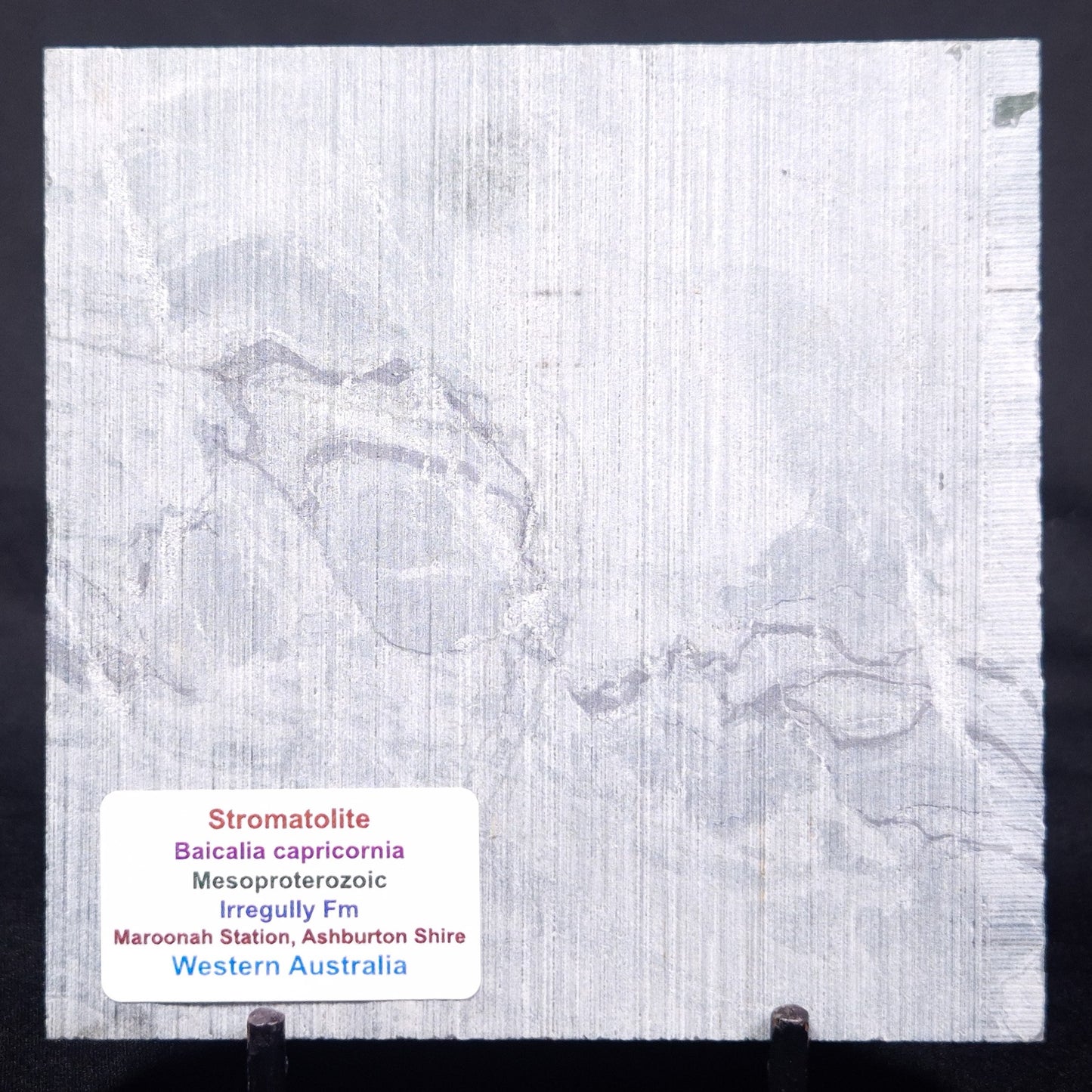 STROMATOLITE BAICALIA CAPRICORNIA, Mesoproterozoic, Australia ZBC024