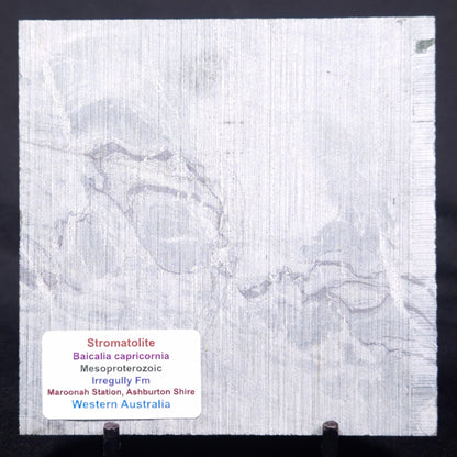 STROMATOLITE BAICALIA CAPRICORNIA, Mesoproterozoic, Australia ZBC024