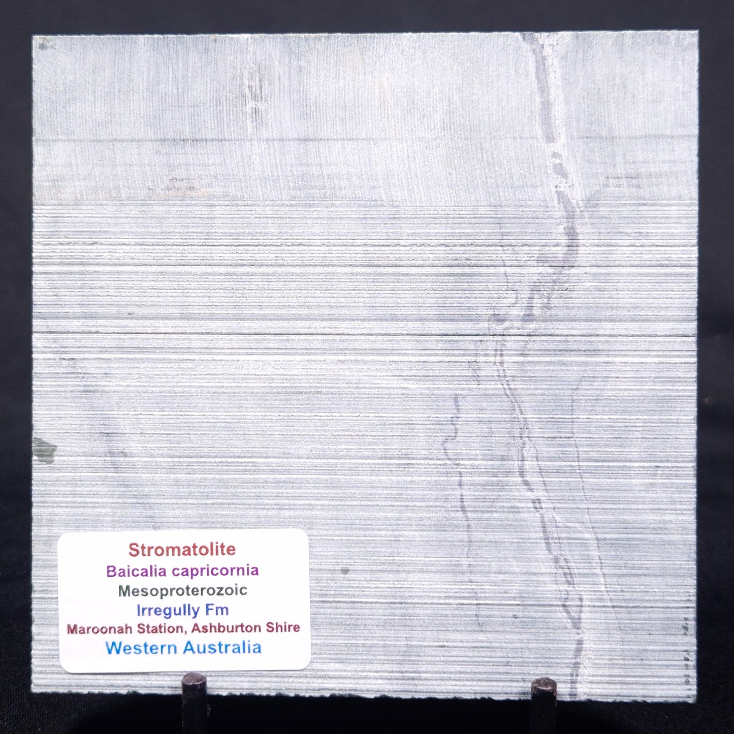 STROMATOLITE BAICALIA CAPRICORNIA, Mesoproterozoic, Australia ZBC025