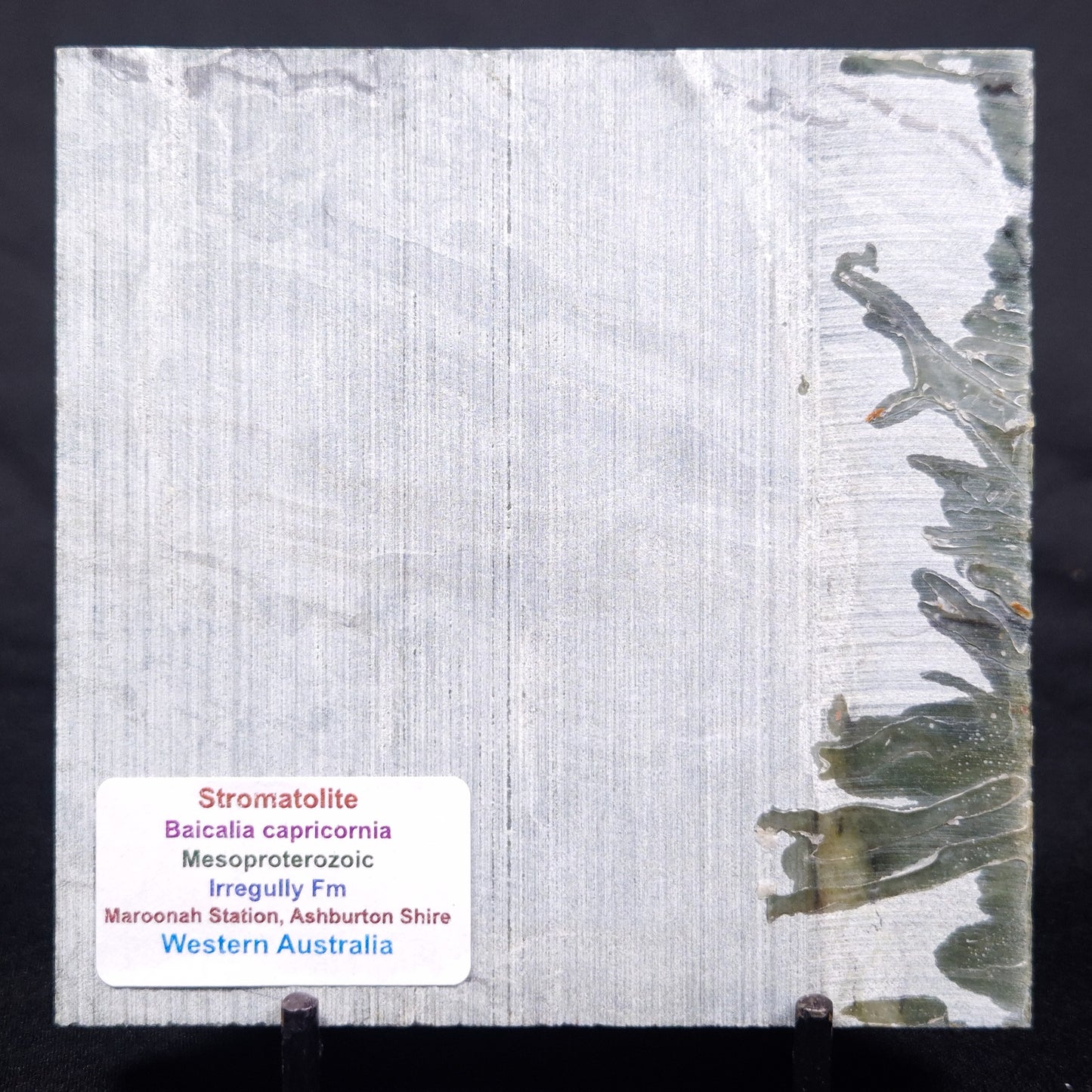 STROMATOLITE BAICALIA CAPRICORNIA, Mesoproterozoic, Australia ZBC026