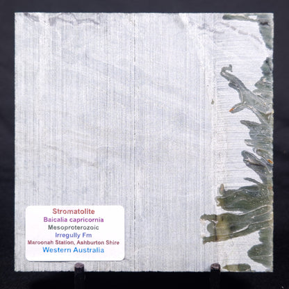 STROMATOLITE BAICALIA CAPRICORNIA, Mesoproterozoic, Australia ZBC026