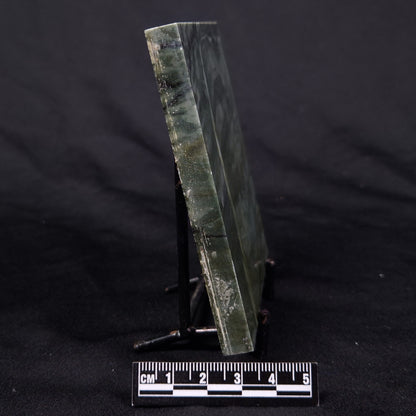 STROMATOLITE BAICALIA CAPRICORNIA, Mesoproterozoic, Australia ZBC026