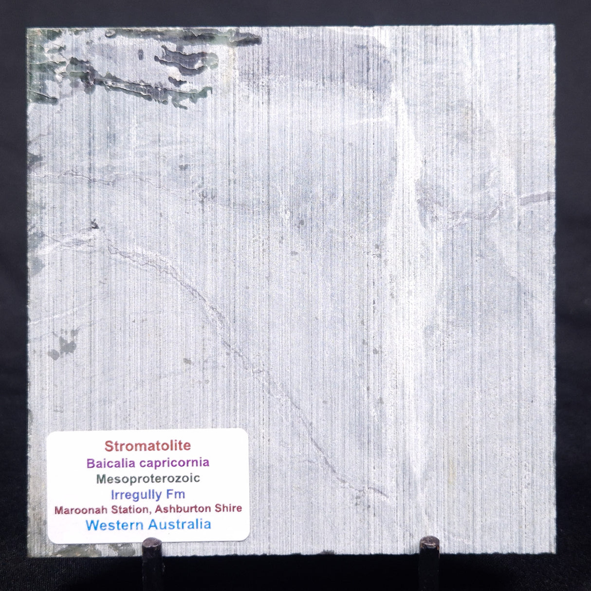 STROMATOLITE BAICALIA CAPRICORNIA, Mesoproterozoic, Australia ZBC027