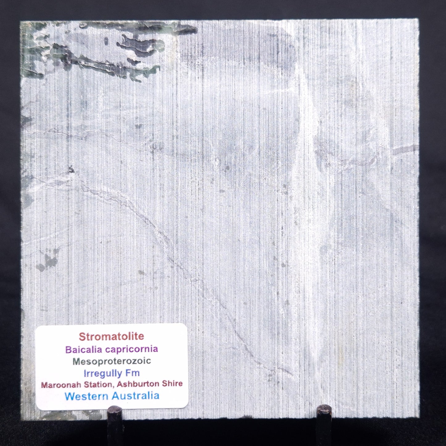 STROMATOLITE BAICALIA CAPRICORNIA, Mesoproterozoic, Australia ZBC027