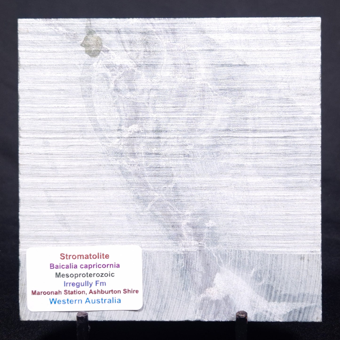 STROMATOLITE BAICALIA CAPRICORNIA, Mesoproterozoic, Australia ZBC028