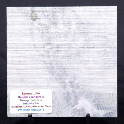 STROMATOLITE BAICALIA CAPRICORNIA, Mesoproterozoic, Australia ZBC028