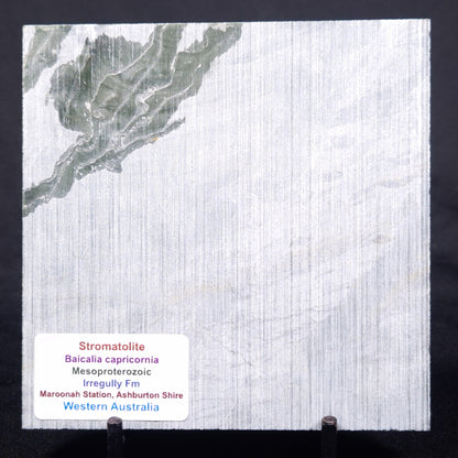 STROMATOLITE BAICALIA CAPRICORNIA, Mesoproterozoic, Australia ZBC029