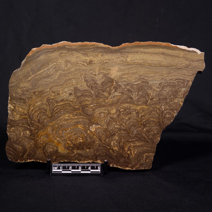 KULPARIA ALICIA STROMATOLITE, Proterozoic, Australia ZKA011