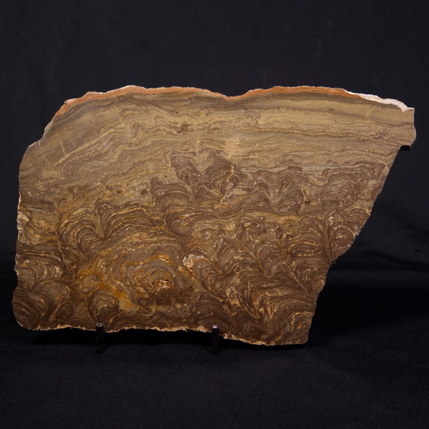 KULPARIA ALICIA STROMATOLITE, Proterozoic, Australia ZKA011