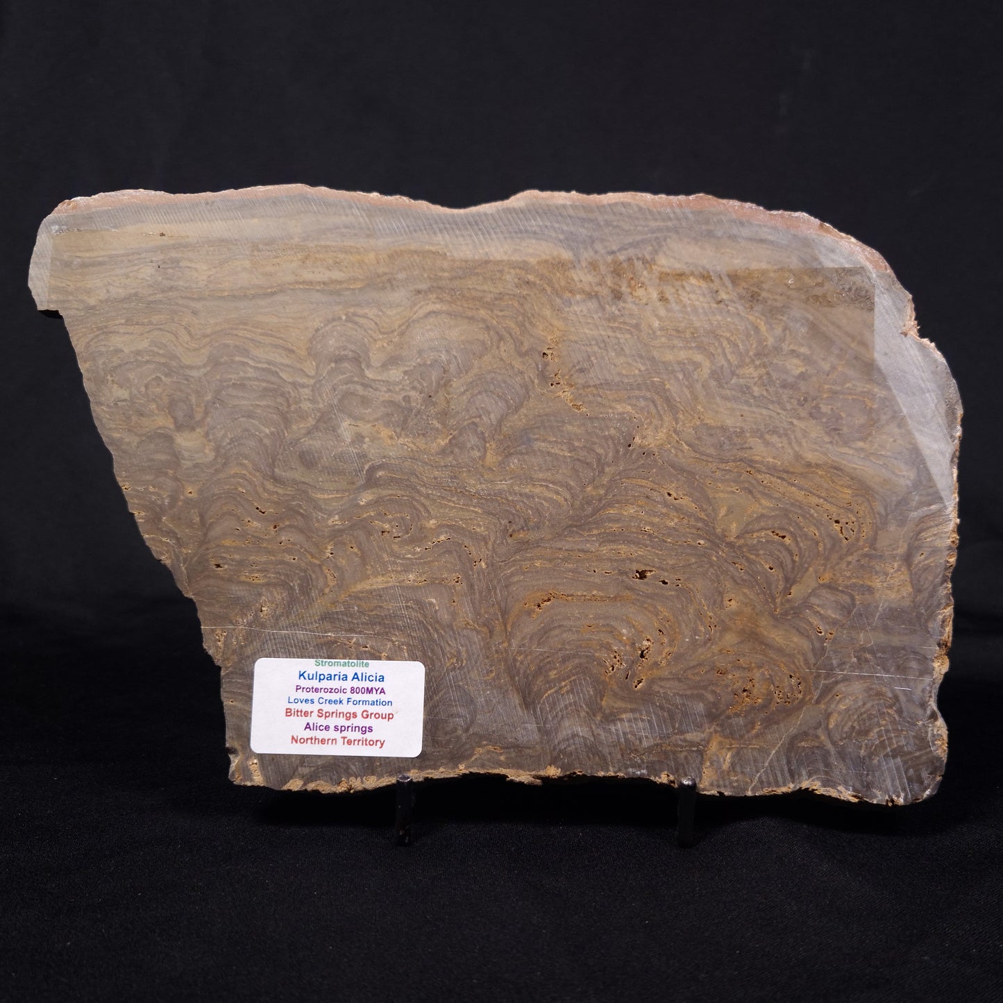 KULPARIA ALICIA STROMATOLITE, Proterozoic, Australia ZKA011