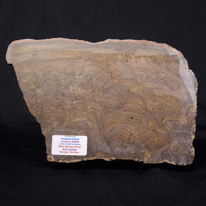 KULPARIA ALICIA STROMATOLITE, Proterozoic, Australia ZKA011
