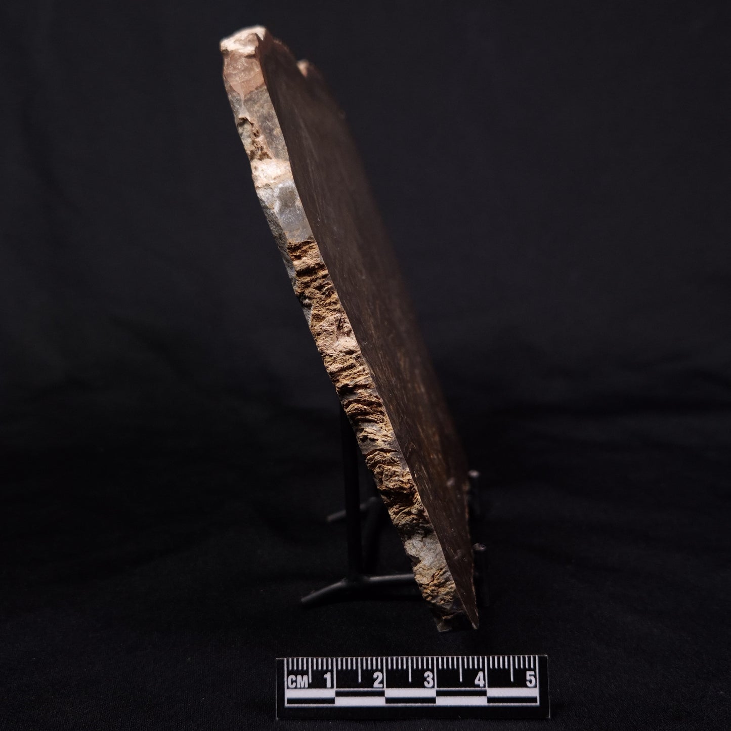 KULPARIA ALICIA STROMATOLITE, Proterozoic, Australia ZKA011