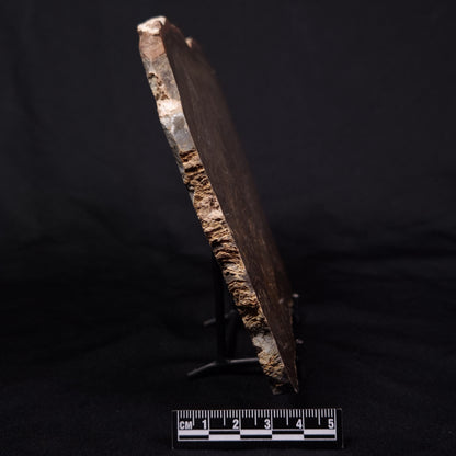 KULPARIA ALICIA STROMATOLITE, Proterozoic, Australia ZKA011