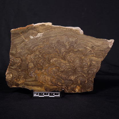 KULPARIA ALICIA STROMATOLITE, Proterozoic, Australia ZKA012