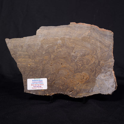 KULPARIA ALICIA STROMATOLITE, Proterozoic, Australia ZKA012