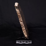 KULPARIA ALICIA STROMATOLITE, Proterozoic, Australia ZKA012