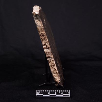 KULPARIA ALICIA STROMATOLITE, Proterozoic, Australia ZKA012