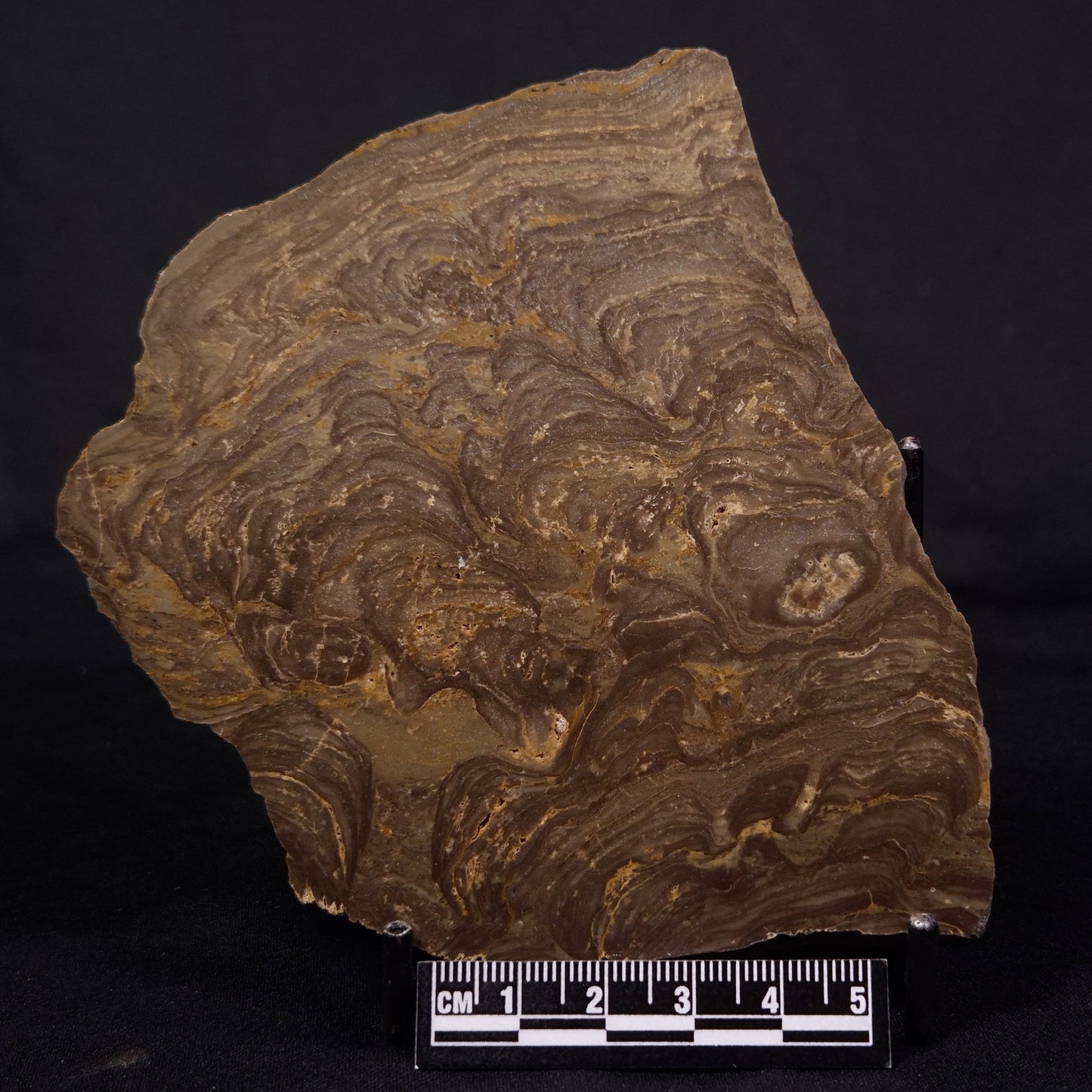 KULPARIA ALICIA STROMATOLITE, Proterozoic, Australia ZKA013