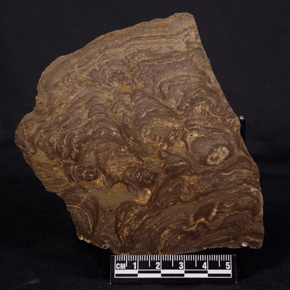 KULPARIA ALICIA STROMATOLITE, Proterozoic, Australia ZKA013