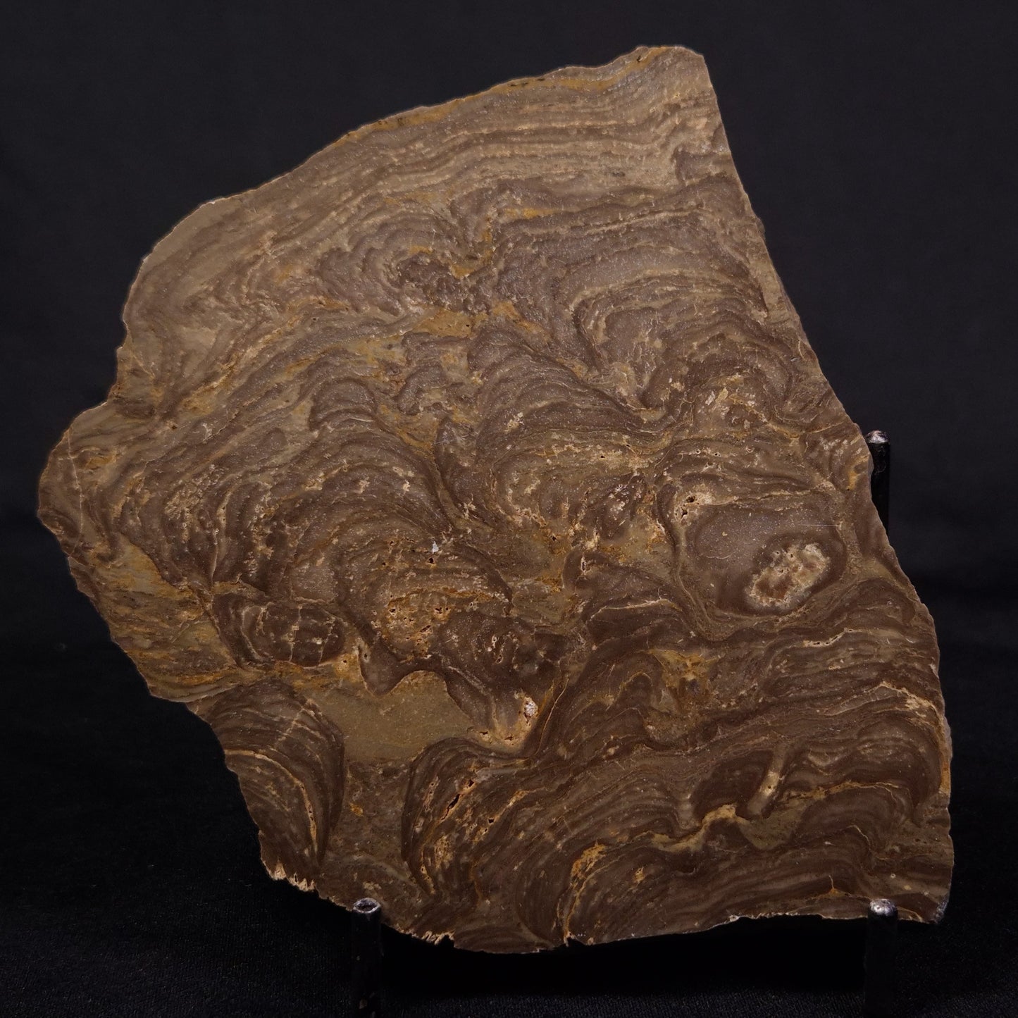 KULPARIA ALICIA STROMATOLITE, Proterozoic, Australia ZKA013