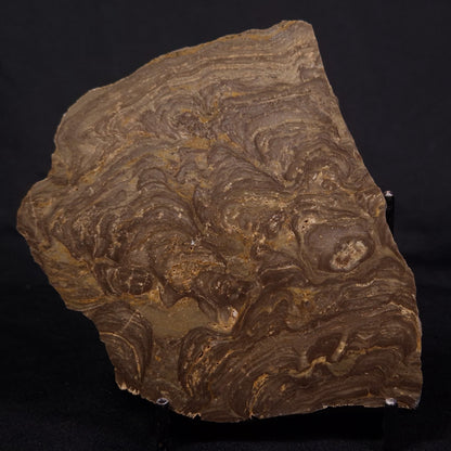 KULPARIA ALICIA STROMATOLITE, Proterozoic, Australia ZKA013