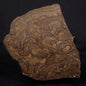 KULPARIA ALICIA STROMATOLITE, Proterozoic, Australia ZKA013