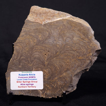 KULPARIA ALICIA STROMATOLITE, Proterozoic, Australia ZKA013