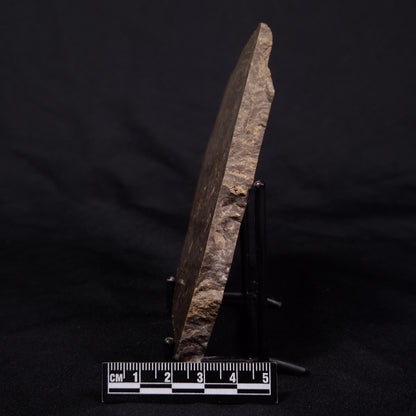 KULPARIA ALICIA STROMATOLITE, Proterozoic, Australia ZKA013