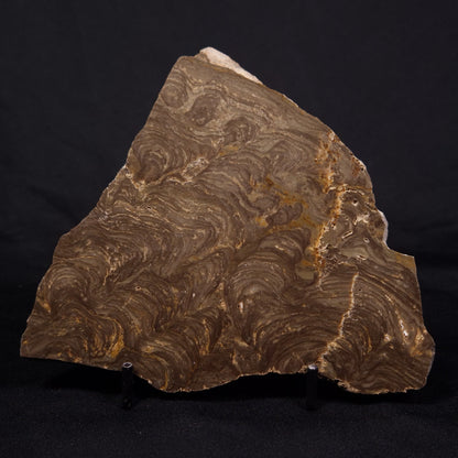 KULPARIA ALICIA STROMATOLITE, Proterozoic, Australia ZKA014